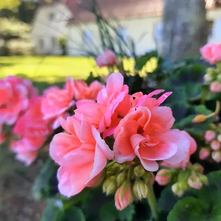 In Danmark- Agernaesgaard * Otterup